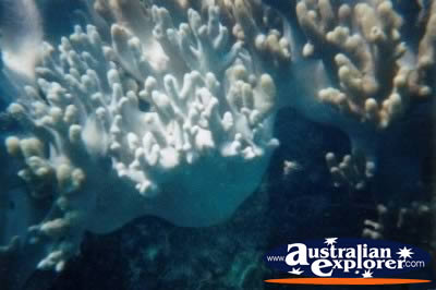 Pretty Coral Whitsundays . . . VIEW ALL GIANT CLAMS PHOTOGRAPHS
