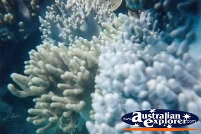 Whitsundays Pretty Coral . . . VIEW ALL GIANT CLAMS PHOTOGRAPHS