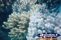 Whitsundays Pretty Coral . . . CLICK TO ENLARGE