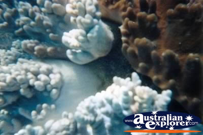 Beautiful Coral Whitsundays . . . CLICK TO VIEW ALL GIANT CLAMS POSTCARDS