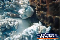 Beautiful Coral Whitsundays . . . CLICK TO ENLARGE