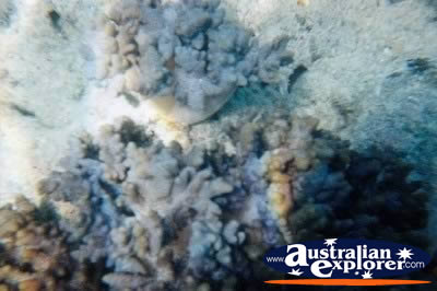 Whitsundays Beautiful Coral . . . CLICK TO VIEW ALL CORAL (MORE) POSTCARDS