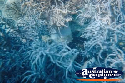 Underwater Coral Whitsundays . . . VIEW ALL CORAL (MORE) PHOTOGRAPHS