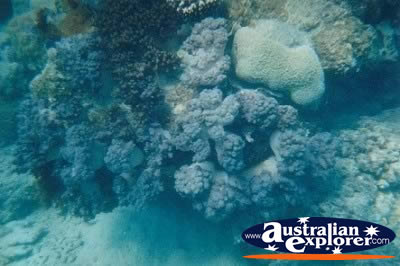 Coral Underwater Whitsundays . . . CLICK TO VIEW ALL CORAL (MORE) POSTCARDS