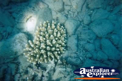 Whitsundays Underwater . . . CLICK TO VIEW ALL CORAL (MORE) POSTCARDS