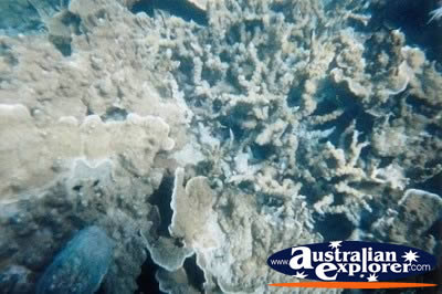 Whitsundays Coral Underwater . . . VIEW ALL CORAL (MORE) PHOTOGRAPHS