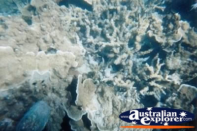 Whitsundays Coral Underwater . . . VIEW ALL CORAL (MORE) PHOTOGRAPHS