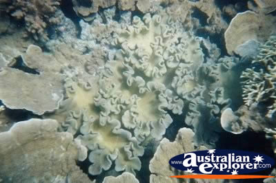 Stunning Coral Whitsundays . . . VIEW ALL GIANT CLAMS PHOTOGRAPHS