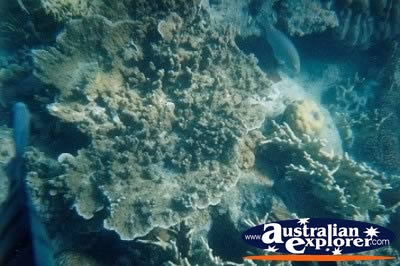 Whitsundays Underwater Coral . . . CLICK TO VIEW ALL CORAL (MORE) POSTCARDS