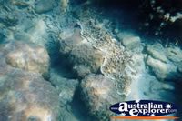 Whitsundays Underwater Life . . . CLICK TO ENLARGE