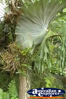 Elkhorn And Staghorn Ferns . . . VIEW ALL STAGHORN FERNS PHOTOGRAPHS