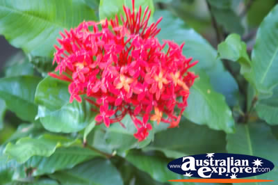 Colourful Flower . . . VIEW ALL POINTSETTIA PHOTOGRAPHS