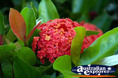 Red Flower Blooming Flower . . . VIEW ALL POINTSETTIA PHOTOGRAPHS