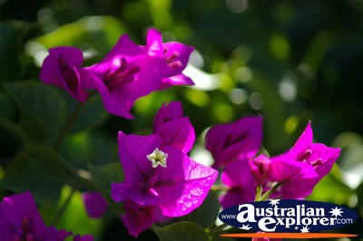 Purple Flowers Blooming . . . CLICK TO VIEW ALL POINTSETTIA POSTCARDS