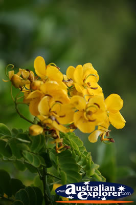 Yellow Flower . . . CLICK TO VIEW ALL POINTSETTIA POSTCARDS