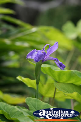 Purple Flower . . . VIEW ALL POINTSETTIA PHOTOGRAPHS