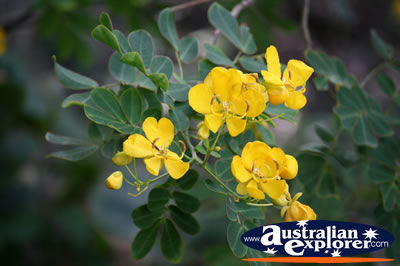 Yellow Flower Cluster . . . CLICK TO VIEW ALL POINTSETTIA POSTCARDS