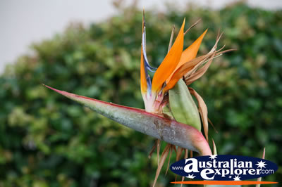 Birds Of Paradise . . . CLICK TO VIEW ALL POINTSETTIA POSTCARDS