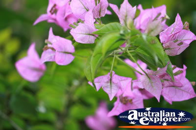 Pink Flower Cluster . . . VIEW ALL POINTSETTIA PHOTOGRAPHS