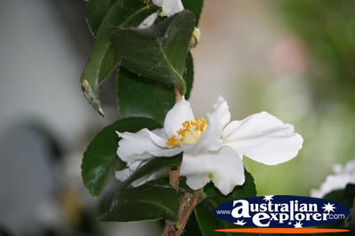 White Flower . . . VIEW ALL POINTSETTIA PHOTOGRAPHS