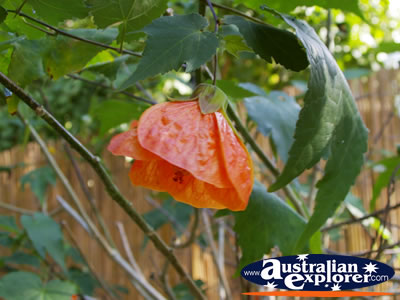 Tamborine Mountain Flower . . . VIEW ALL POINTSETTIA PHOTOGRAPHS