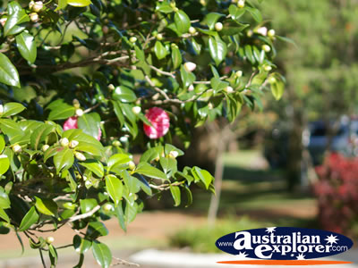 Pretty Flowers in Montville . . . VIEW ALL POINTSETTIA PHOTOGRAPHS