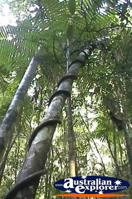 Rainforest in Fraser Island . . . VIEW ALL WALKING TREES PHOTOGRAPHS