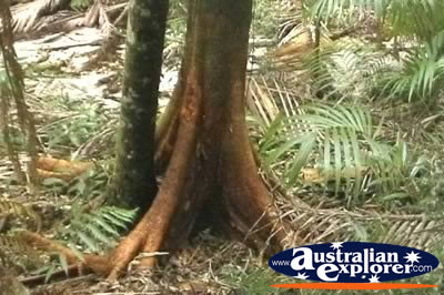 Fraser Island Rainforest . . . CLICK TO VIEW ALL WALKING TREES POSTCARDS
