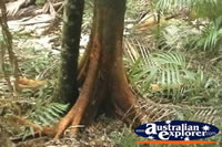 Fraser Island Rainforest . . . CLICK TO ENLARGE