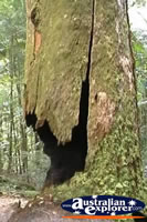 Fraser Island Rainforest Broken Tree . . . CLICK TO ENLARGE