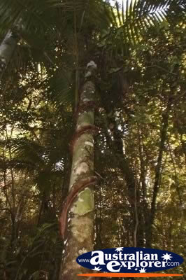 Fraser Island Rainforest Skinny Tree . . . CLICK TO VIEW ALL WALKING TREES POSTCARDS