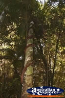 Fraser Island Rainforest Skinny Tree . . . CLICK TO ENLARGE