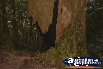 Broken Tree In Fraser Island Rainforest . . . CLICK TO VIEW ALL WALKING TREES POSTCARDS
