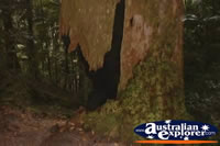 Broken Tree In Fraser Island Rainforest . . . CLICK TO ENLARGE