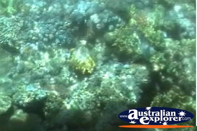 Glass Bottom Boat Underwater Plants . . . VIEW ALL CORAL (MORE TWO) PHOTOGRAPHS