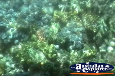 Glass Bottom Boat Underwater Plant Life . . . VIEW ALL CORAL (MORE TWO) PHOTOGRAPHS