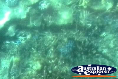Glass Bottom Boat Underwater Closeup . . . CLICK TO VIEW ALL CORAL (MORE TWO) POSTCARDS