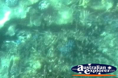 Glass Bottom Boat Underwater Closeup . . . VIEW ALL CORAL (MORE TWO) PHOTOGRAPHS