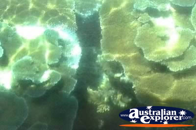 Glass Bottom Boat Underwater Scenery . . . CLICK TO VIEW ALL CORAL (MORE TWO) POSTCARDS