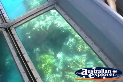 Close Up of Plant Life Through Glass Bottom Boat . . . CLICK TO VIEW ALL CORAL (MORE TWO) POSTCARDS