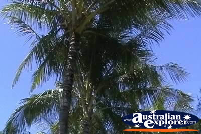 Palm Trees . . . VIEW ALL TREES PHOTOGRAPHS