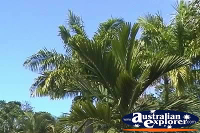 Palm Trees in the Wind . . . CLICK TO VIEW ALL TREES POSTCARDS