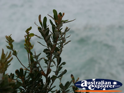 Plant on the Headland at Cape Byron . . . CLICK TO VIEW ALL PLANTS POSTCARDS
