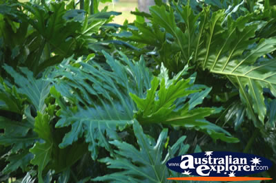 Bunch of Leaves . . . VIEW ALL PLANTS PHOTOGRAPHS