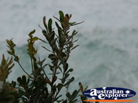 Plant on the Headland at Cape Byron . . . CLICK TO ENLARGE
