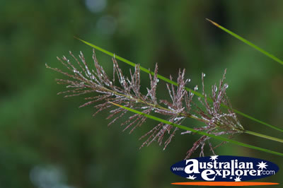 Rock Crawling Plant . . . VIEW ALL PLANTS PHOTOGRAPHS