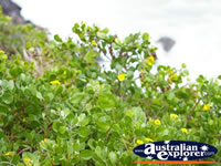 View of Plant on the Headland at Cape Byron . . . CLICK TO ENLARGE