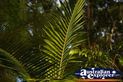 Green Palm Leave . . . CLICK TO VIEW ALL PLANTS POSTCARDS