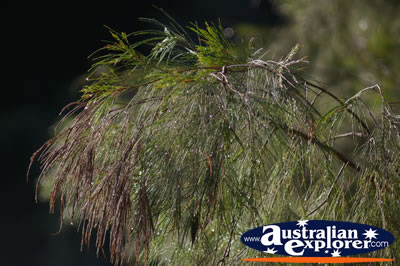 Green Tree Branch . . . VIEW ALL PLANTS PHOTOGRAPHS