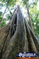 Large Rainforest Tree Roots . . . CLICK TO ENLARGE